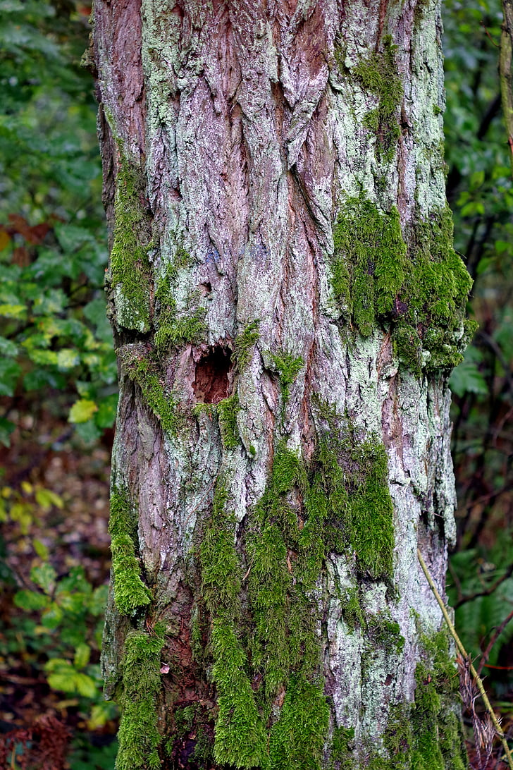 árbol, antiguo, líquenes, Moss, tronco, la corteza, bosque