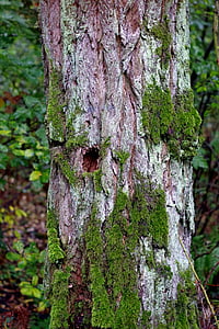 arbre, vell, líquens, molsa, tronc, l'escorça, bosc