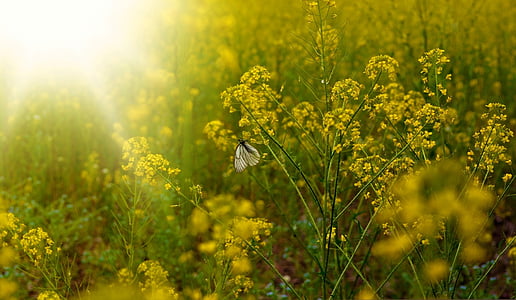 flowers, rapeseed, yellow, butterfly, summer, background, abstract