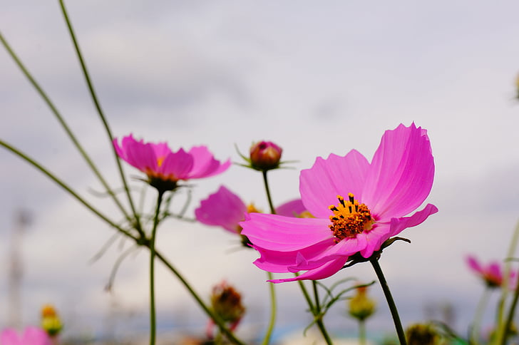 cosmos, flowers, autumn, flower, pink color, plant, no people