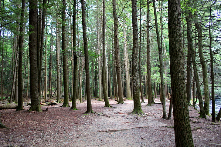 гора, дървета, природата, дървен материал, околна среда, пейзаж, естествени