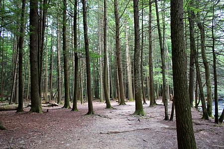 δάσος, δέντρα, φύση, ξύλο, περιβάλλον, τοπίο, φυσικό