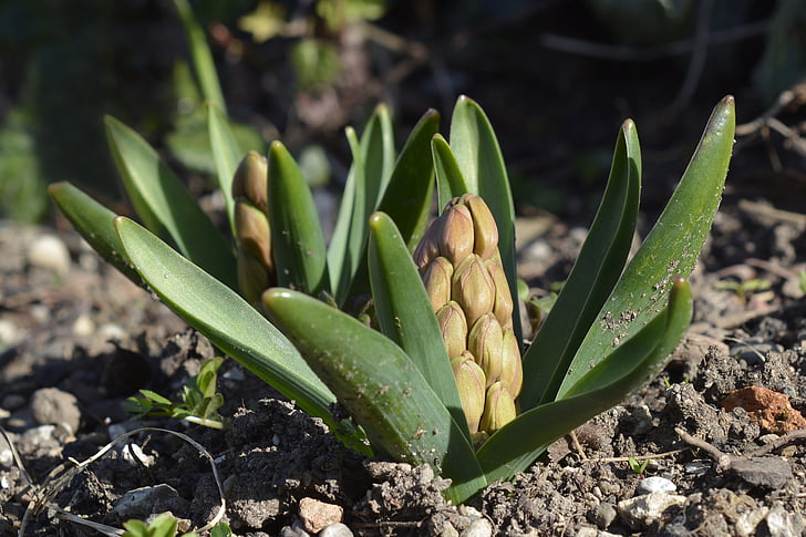 Hyacint, Bud, jaro, květ, závod, zahrada, Chřest rostlina