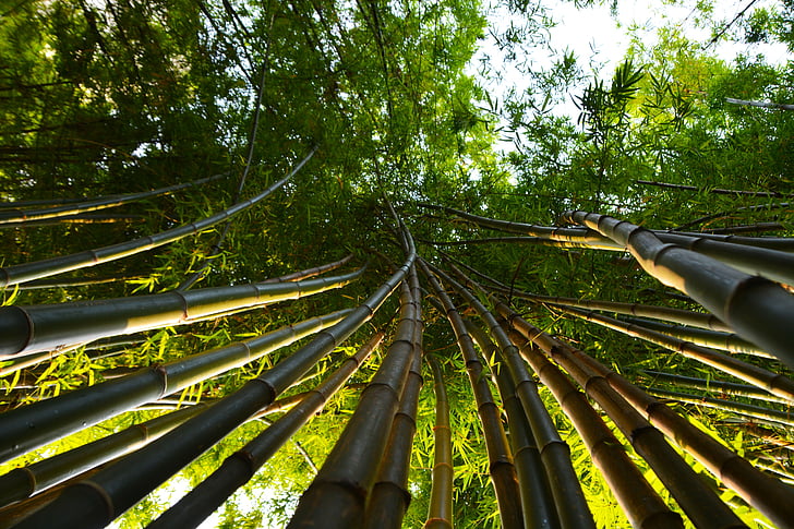 bambú, hojas, tropical, brotes de, postes de, verde, verano