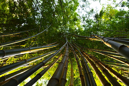 Bamboo, lämnar, Tropical, skjuter, stolpar, grön, sommar