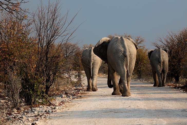 elephant, botswana, wilderness, road, drought, animal wildlife, animals in the wild