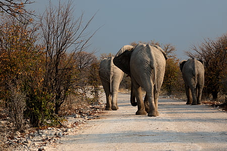 elefante, Botswana, natureza selvagem, estrada, seca, vida selvagem animal, animais na selva