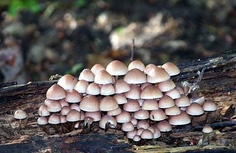 houby, Les, Příroda, dřevo, podrost, na podzim