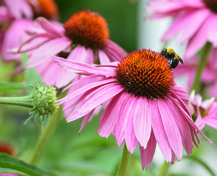 coneflower, mehiläinen, vaaleanpunainen kukka, kukka, väri, bug