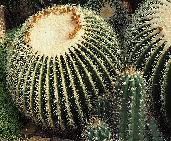 cactus, plant, green, spur, nature, potted plant, close