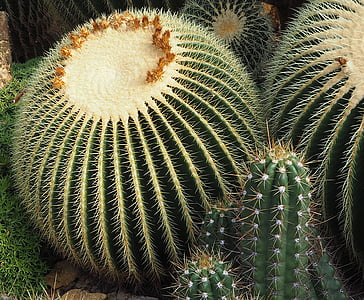 Cactus, plante, verde, pinten, natura, ghivece plante, închide