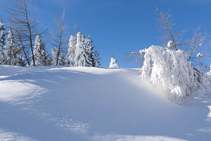 vinterlige, sne, jul, december, snedækket skov, vinter, natur