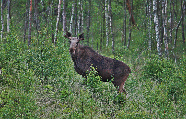 Moose, jonge stier moose, bos, dieren, Zweden