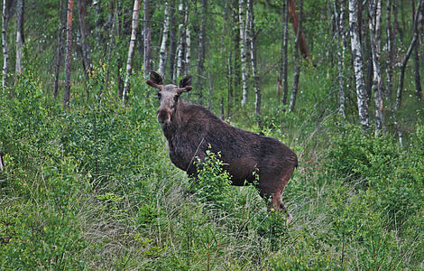 älg, unga bull moose, skogen, djur, Sverige