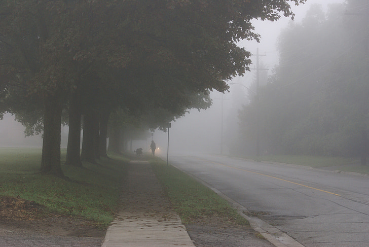 Misty, ráno, hmla, pes, Kanada, strom, skoro ráno