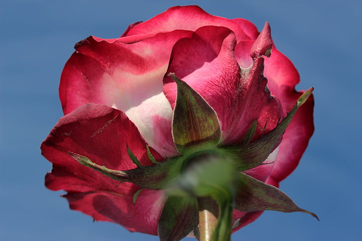 rose, pink rose, from the bottom, blossom, bloom, fragrance, rose bloom