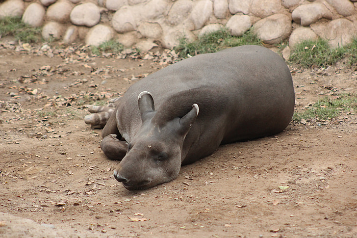 tapiro, Jungle, Zoo di