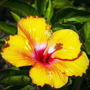 Hibiscus, dzeltenā hibiskusrozes, ziedu, dzeltenu ziedu, tropu ziedu