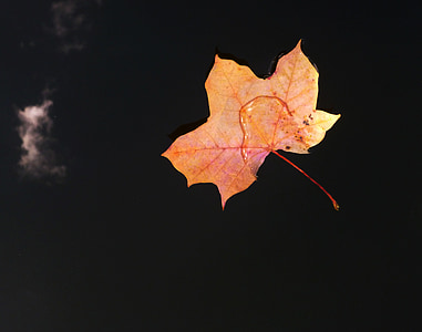 list, podzim, hladina vody, hnědá, voda, jezero