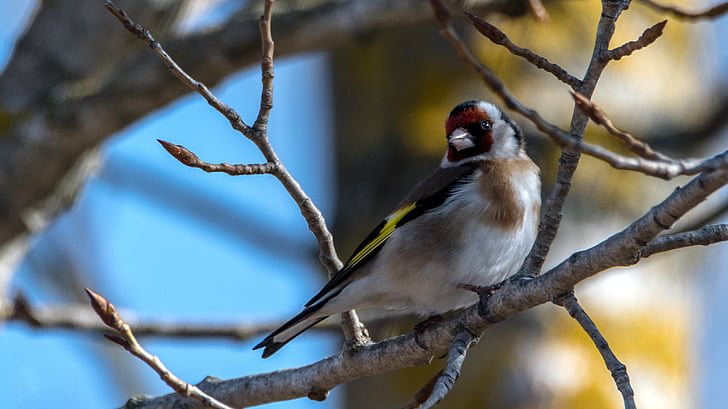 Euroopa goldfinch, lind, väike, laulja, loodus, taust, nokk