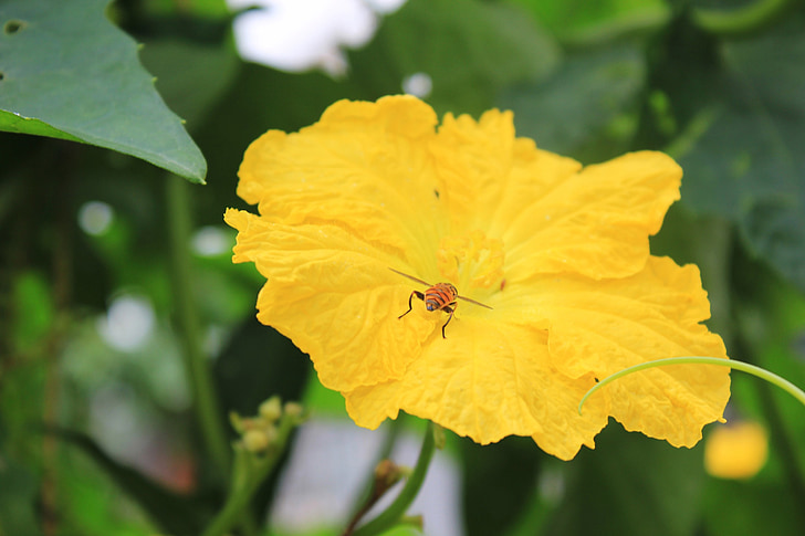 fleurs jaunes, fleurs de Luffa, abeille, collecte de nectar, printemps, insecte, pollen