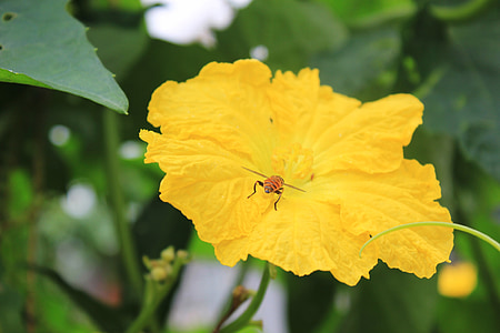 Желтые цветы, Люффа цветы, Пчела, собирая нектар, Весна, насекомое, Пыльца