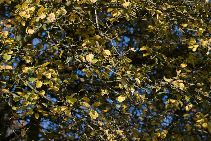 albero di pera, ramo, cielo blu, foglie di autunno, stagione, pianta