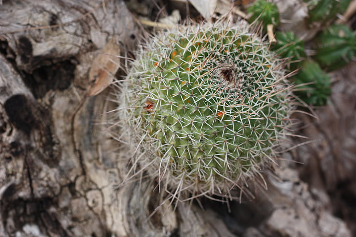 Cactus, Anläggningen, grön, spett, taggig, naturen, textur törnen