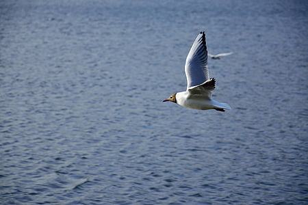 seagull, bird, flight, nature, wings, lake, animals