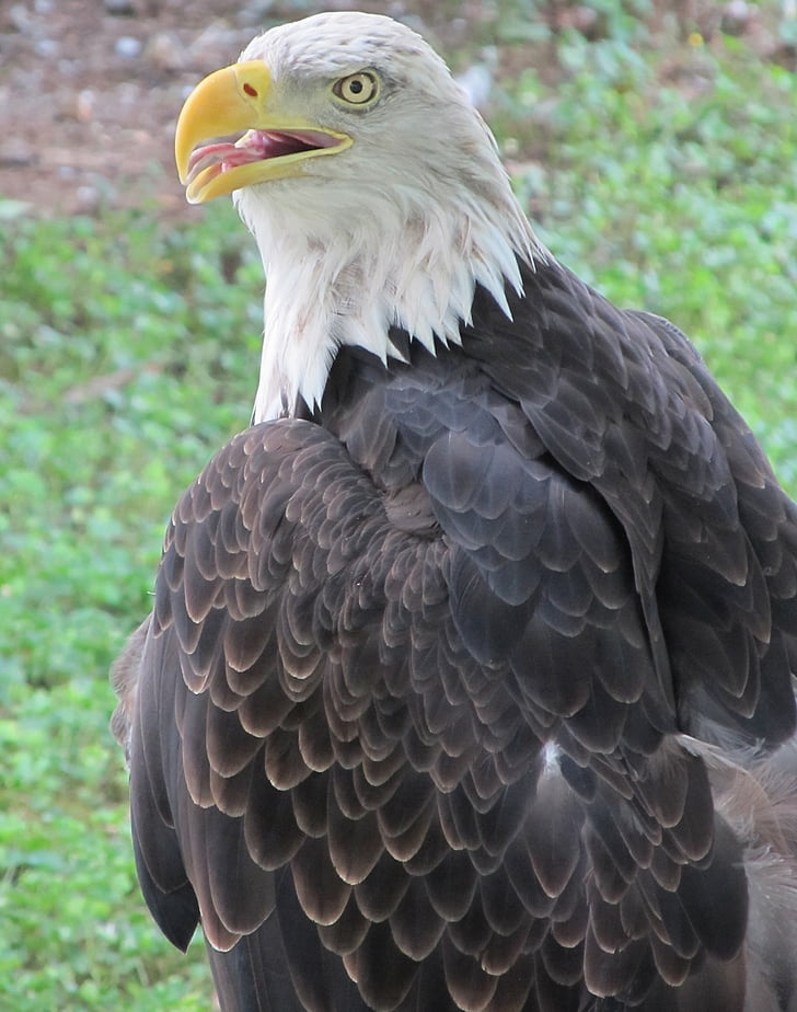 Bald eagle, Eagle, Raptor, Majestic, skallig, uppflugen, fågel