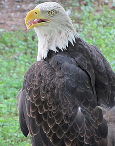 bald eagle, Đại bàng, Raptor, Majestic, hói, perched, con chim