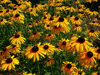 Black eyed susan, lill, lilled, Aed, aiandus, suvel, Bloom