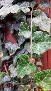 Ivy, ivy Inggris, merayap, Inggris, daun, hijau, dedaunan