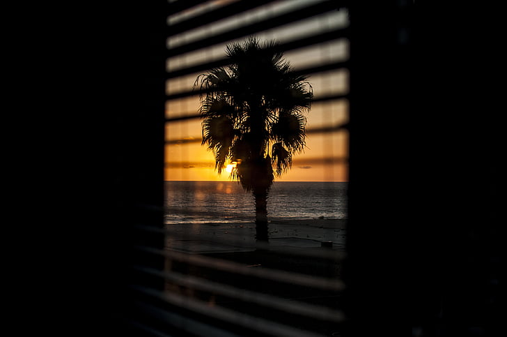 siluett, Foto, Anläggningen, nära, Ocean, solnedgång, fönster