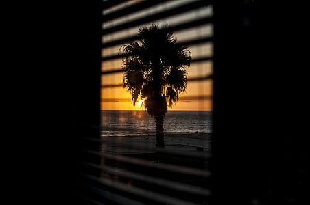 silhouet, foto, plant, in de buurt van, Oceaan, zonsondergang, venster