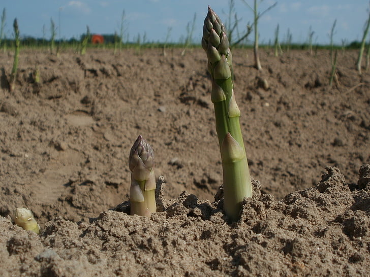asparagus, field, agriculture, growth, crop, plant, farming