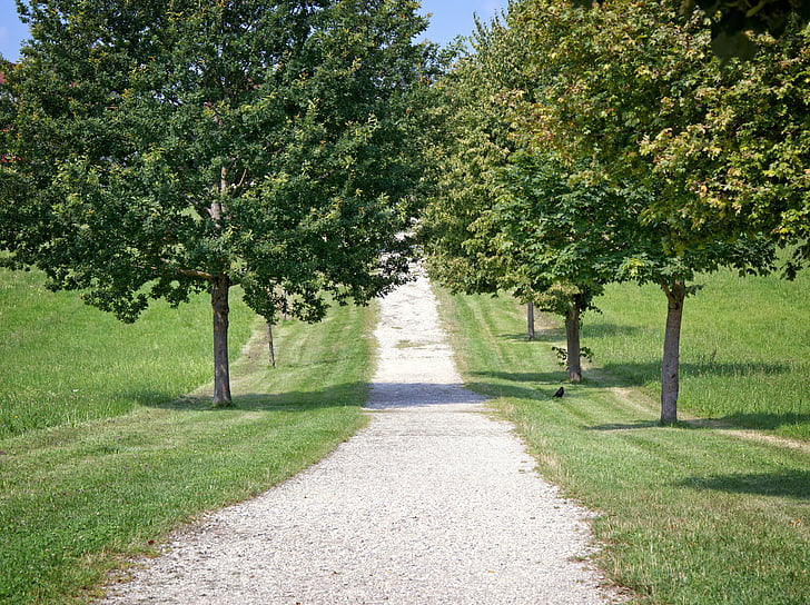 Avenue, vzdialenosť, Príroda, stromy, chodník, lesná cesta, Lane