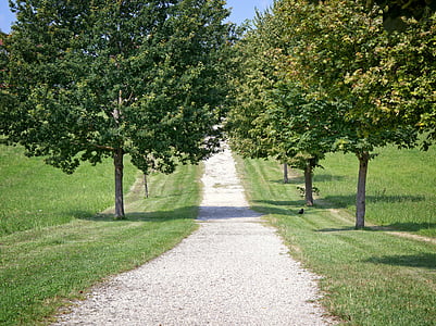 Avenue, od, Natura, drzewa, Szlak, drogi leśne, Lane
