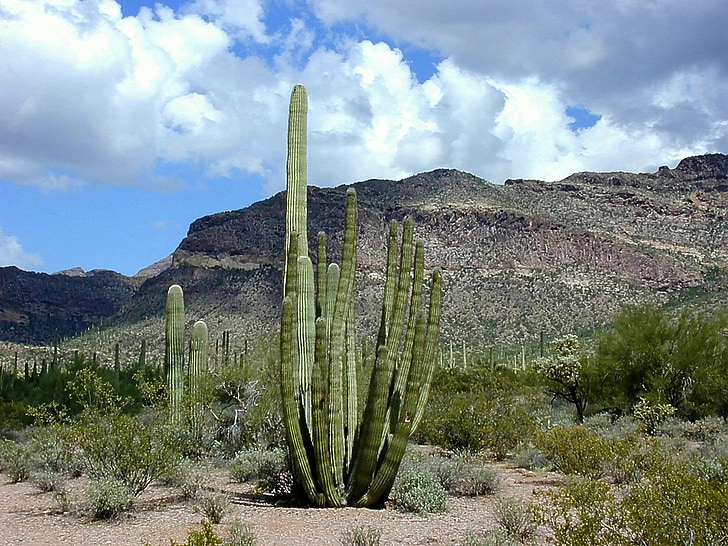 Cactus, deserto, Parco nazionale di tubi dell'organo, Organ pipe cactus n.m., Cactus del tubo di organo, Stenocereus thurberi, Arizona