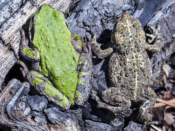 крастава жаба, жаба, зелено дърво жаба, животните, амфибия, едър план, създание