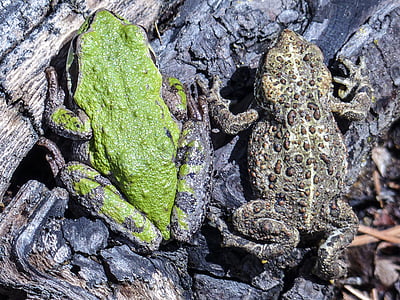 toad, frog, green tree frog, animal, amphibian, close-up, creature