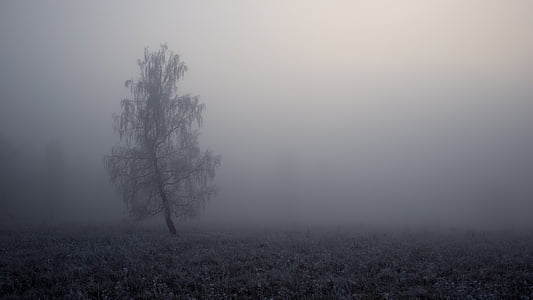 tree, fog, landscape, mist, autumn, fall, natural