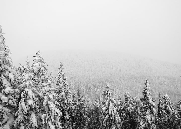 paisatge, fotografia, Pinus, cultiu, neu, l'hivern, bosc