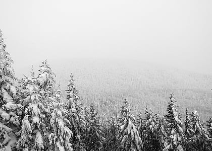 paisaje, Fotografía, Pinus, Tress, nieve, invierno, bosque