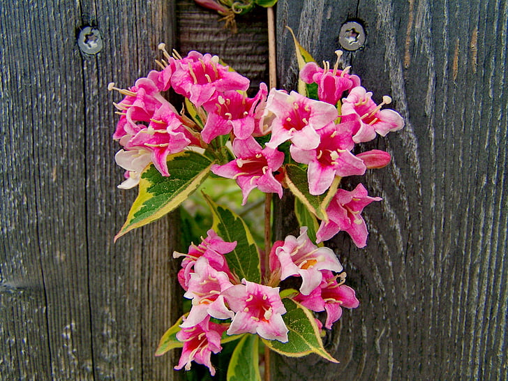 rózsalonc, roze-flowered struik, Tuin