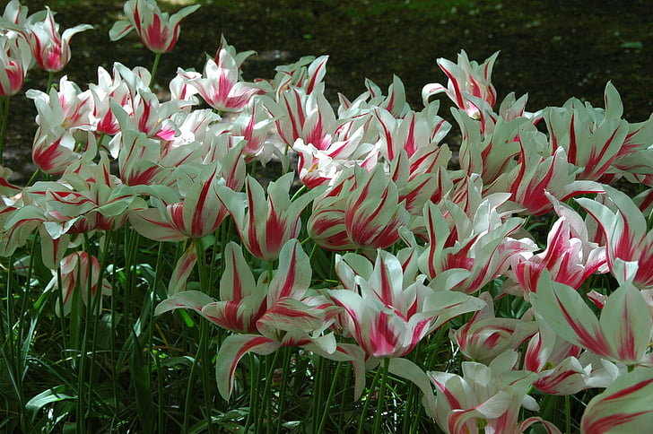 tulipes, fleurs, Holland