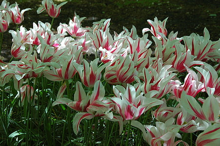 tulipanes, flores, Holanda