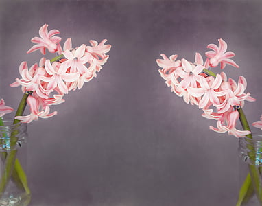 flowers, hyacinth, salmon pink, fragrant flower, spring flower, fragrant, close