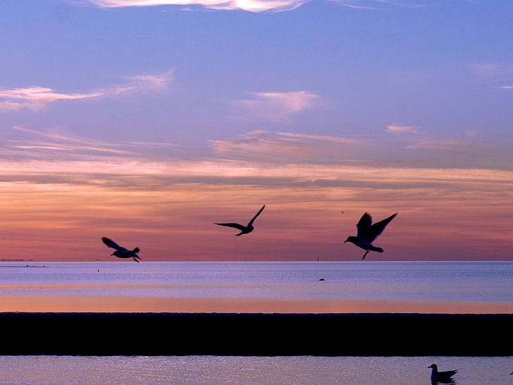 seagulls, sunset, nature, sea, water, sun, sky