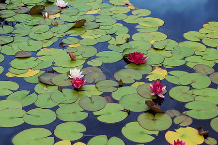 Lily, air, Lotus, Kolam, alam, hijau, waterlily